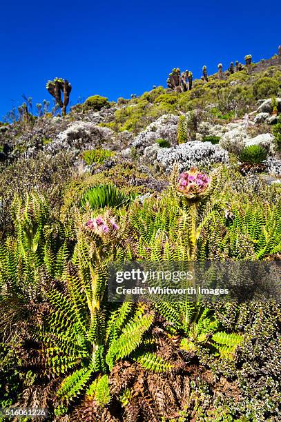 giant thistle (carduus keniensis), mt kilimanjaro, tanzania - mt kilimanjaro stockfoto's en -beelden