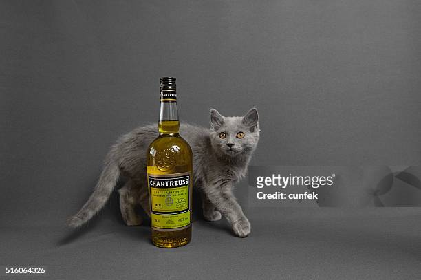 three month old chartreux cat with liquor - chartreux cat stockfoto's en -beelden