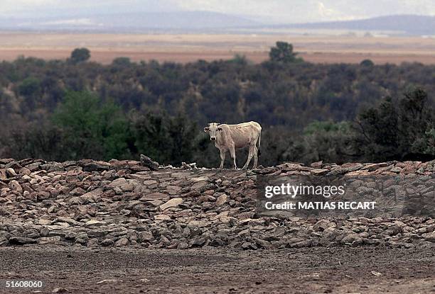 Cow looks for water by a dried up source 01 June 1999 during a drought in the north of Mexico. Una res espera al lado de un pozo totalmente vacio de...