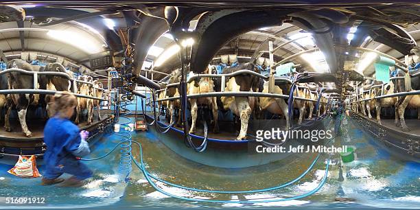 Holstein cows are milked at Clayland farm on March 16, 2016 in Balfron, Scotland. Many farmers across the country are voicing concerns that Brexit...