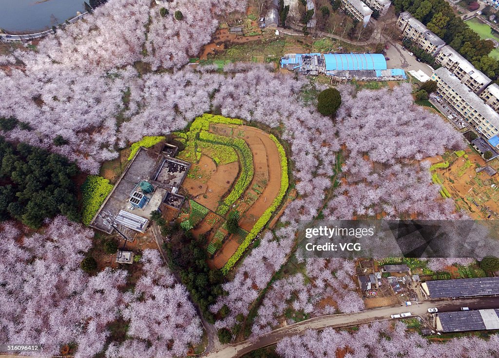 Aerial View Of Sea Of Flowers In Guiyang