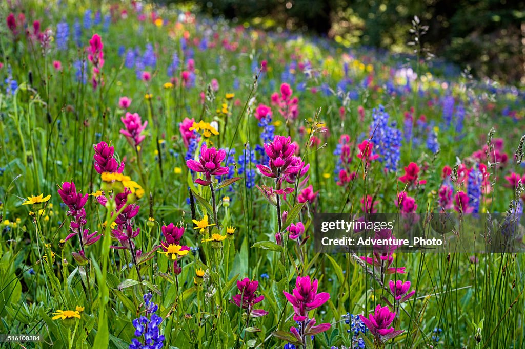 Meadow of Mountain Wildflowers