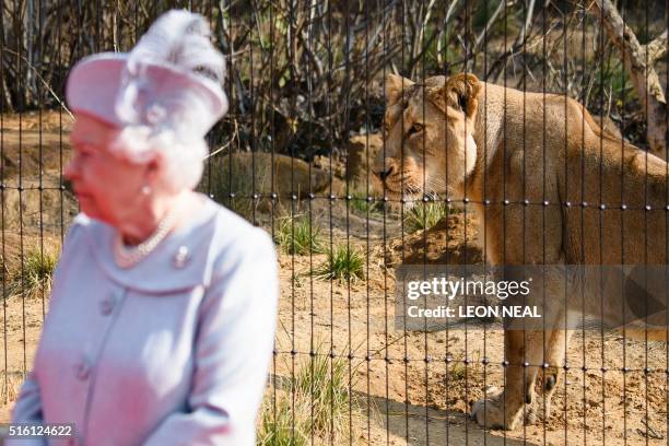 Lioness walks in her new enclosure as Britain's Queen Elizabeth II attends the offical opening of "The Land Of The Lions" exhibit at London Zoo on...