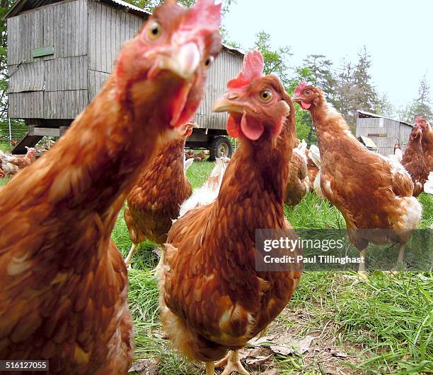 Chicken Rhodia 192 Rhode Island Red Chicken Stock Photos, High-Res Pictures, and ...
