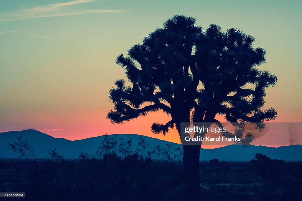 Desert sunset with Joshua Tree