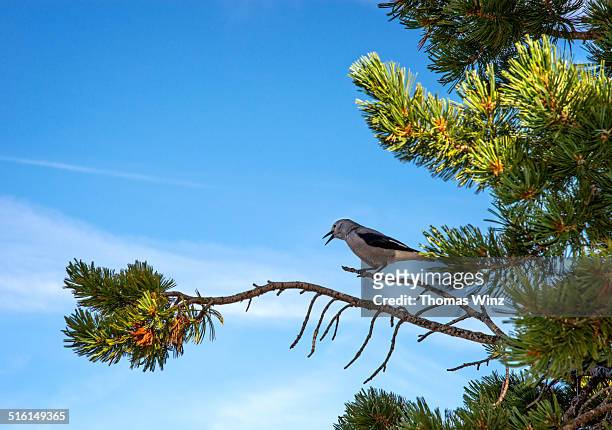 clark's nutcracker bird at crater lake - clark stock pictures, royalty-free photos & images