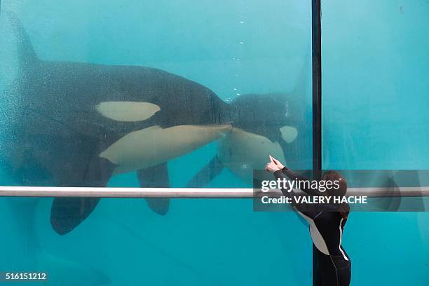 An employee trains orcas in a pool water of the Marineland theme park on the French riviera city of Antibes, southeastern France, on March 17, 2016....