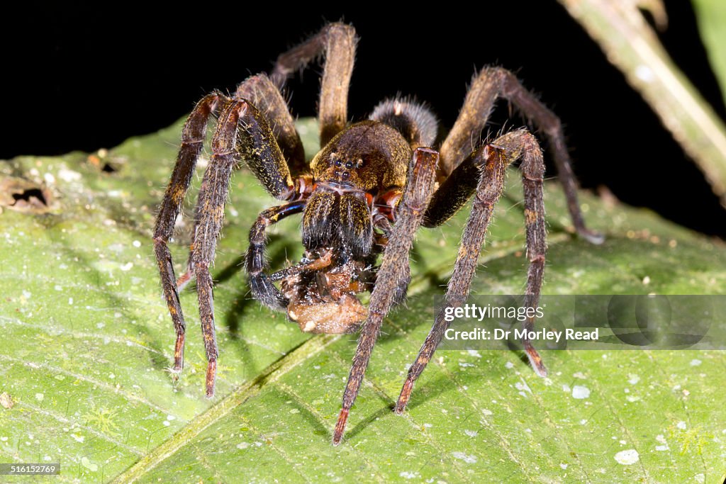 Large wandering spider (family Ctenidae)