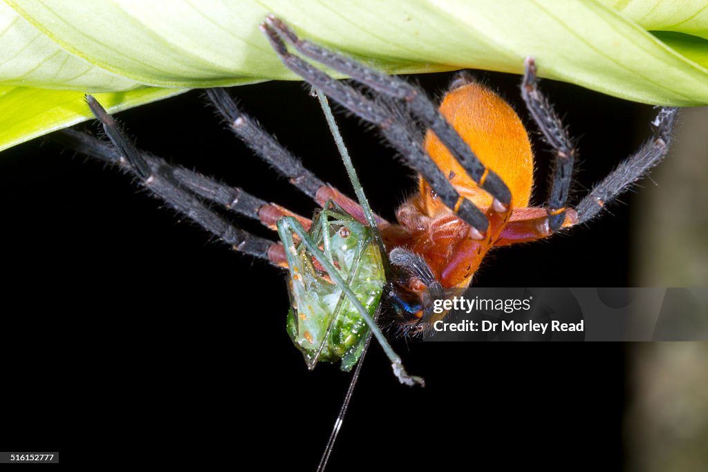 Giant Crab Spider (Sadala sp. family Sparassidae)