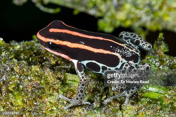 amazonian poison frog (ranitomeya ventrimaculata) - warning coloration stockfoto's en -beelden