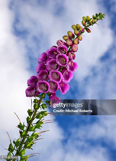 foxglove against blue sky - foxglove stock pictures, royalty-free photos & images