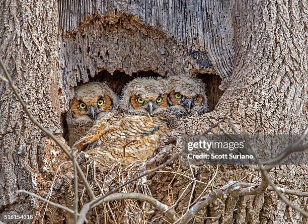 sibling love... - camouflage animal stock-fotos und bilder