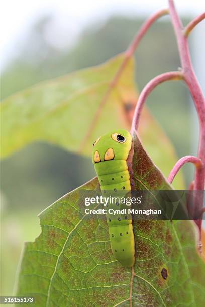 spicebush swallowtail caterpillar - spice swallowtail butterfly stock pictures, royalty-free photos & images