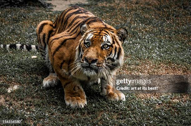 ready to pounce - tiger pouncing stock pictures, royalty-free photos & images