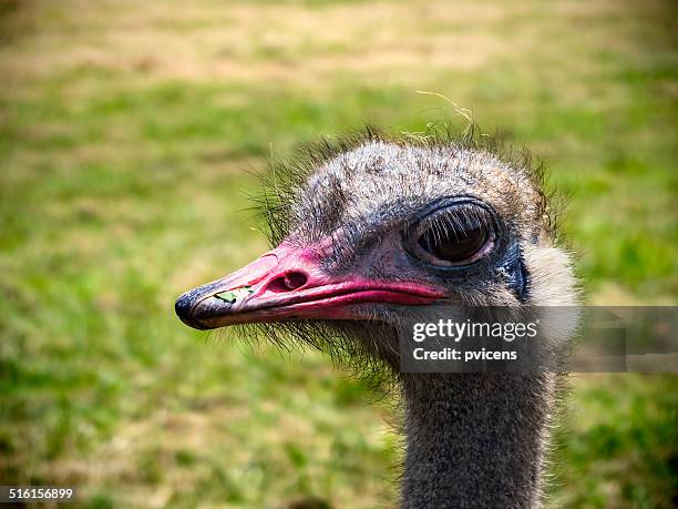 avestruz - head in the sand ostrich stock pictures, royalty-free photos & images