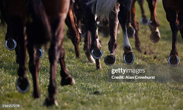 General view of horses hooves during Cheltenham Festival - St Patrick's Thursday at Cheltenham racecourse on March 17, 2016 in Cheltenham, England.