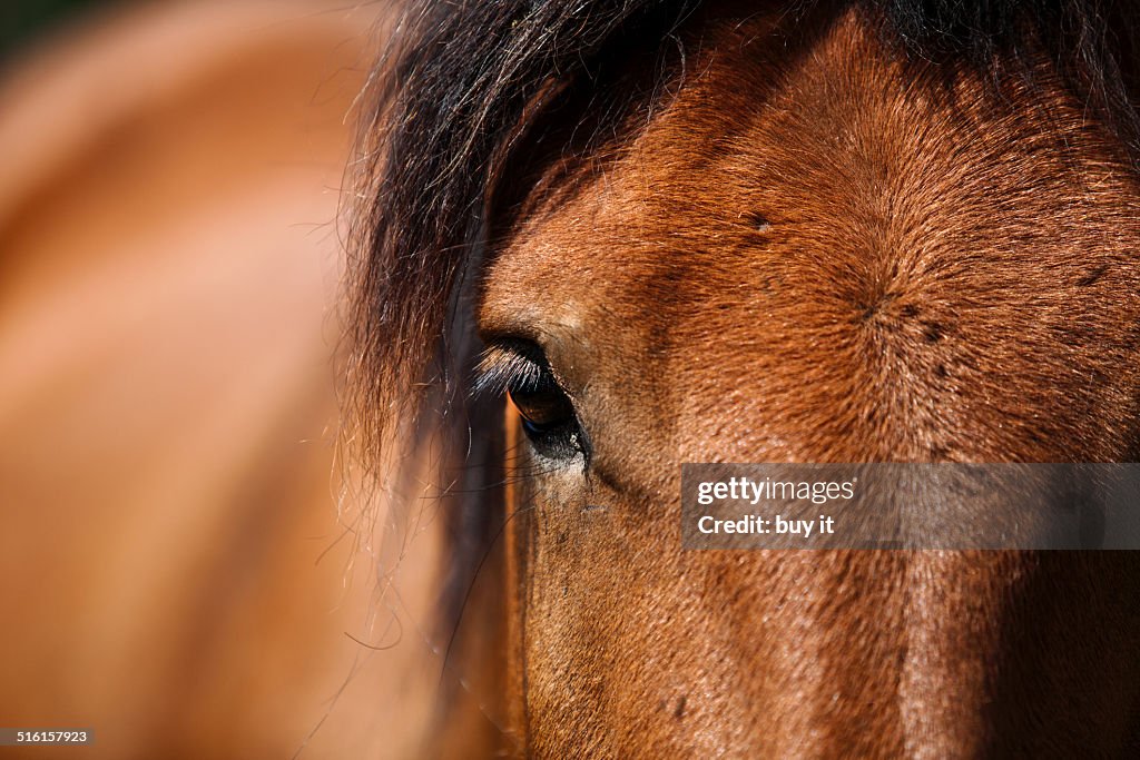 Close up shot of horse`s head