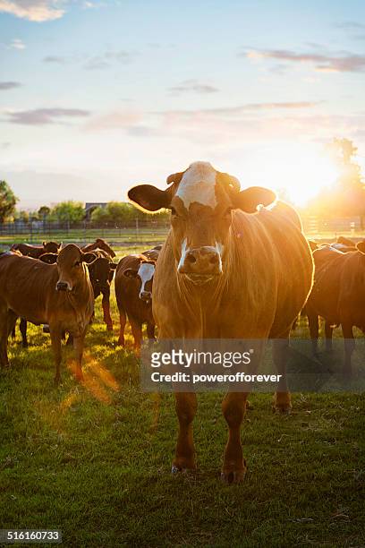 hereford cows in pasture at sunset - biffkor bildbanksfoton och bilder