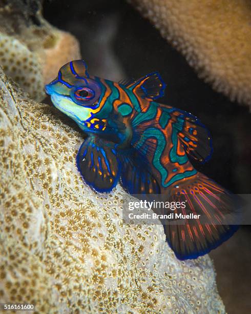 mandarin fish - mandarinfish stock pictures, royalty-free photos & images