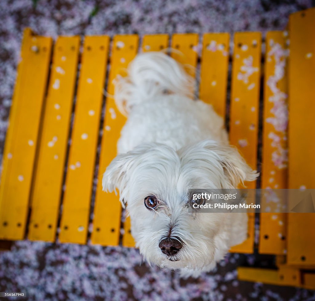 Maltese dog surrounded by apple blossom petals