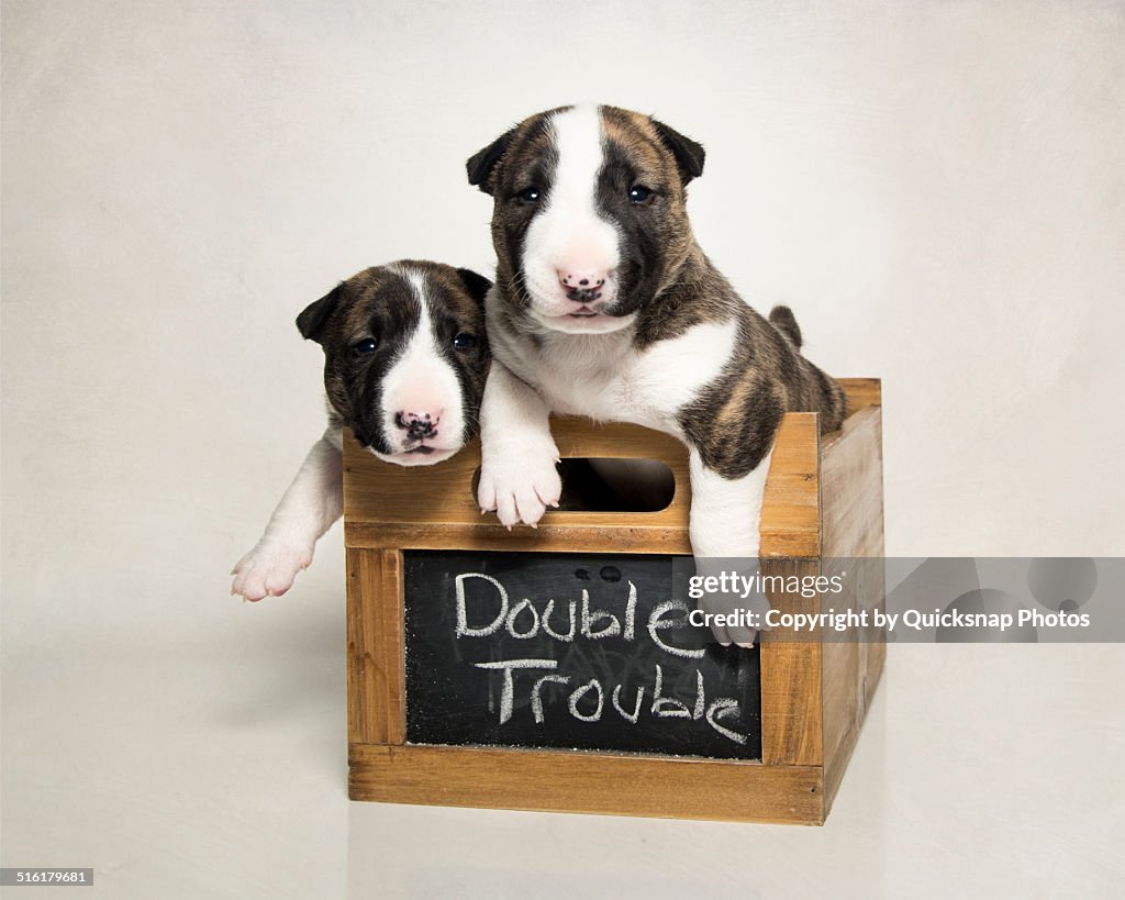 Bull Terrier Puppies in a box