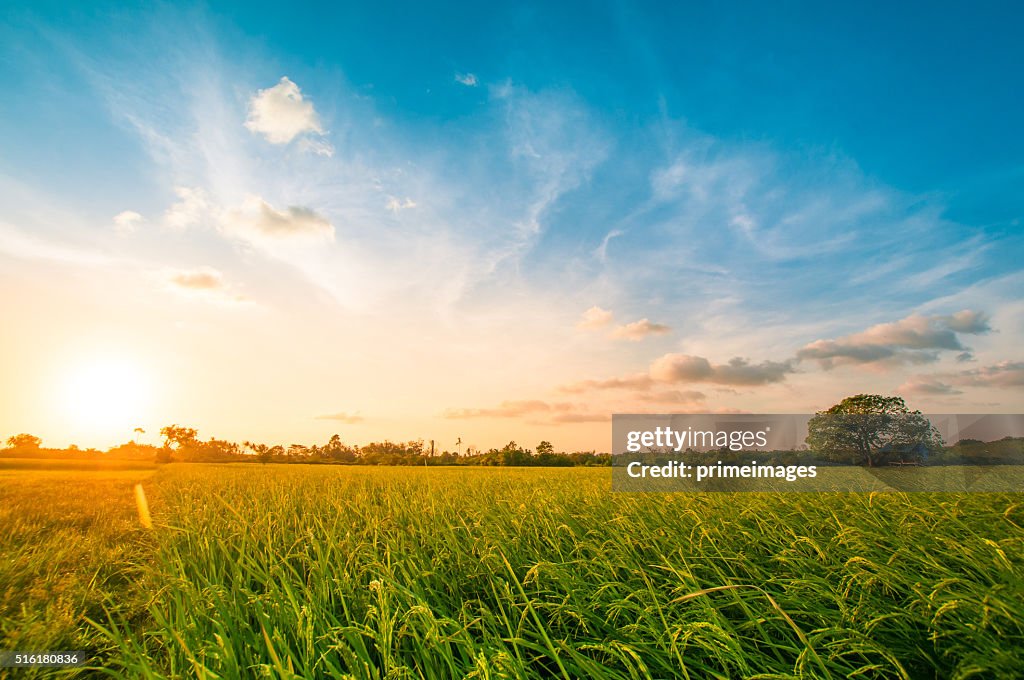 Fild riz vert avec ciel du soir