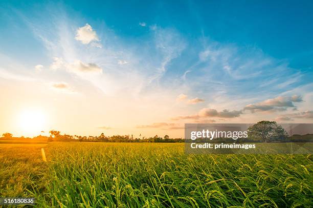 green rice fild with evening sky - sunrise stockfoto's en -beelden