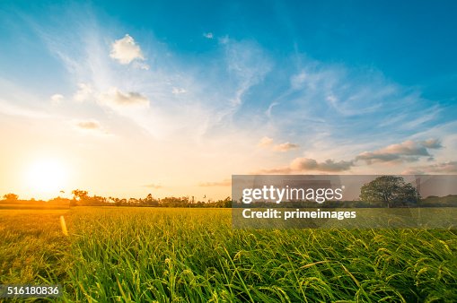 Green rice fild with evening sky Green rice fild with evening sky
