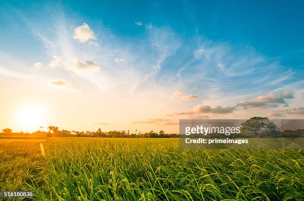green rice fild with evening sky - panoramic view stock pictures, royalty-free photos & images