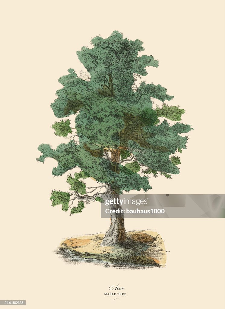 Maple Tree or Acer, Victorian Botanical Illustration