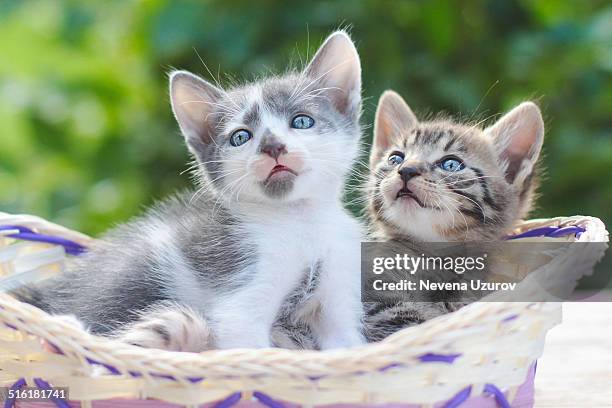 Aww - I Love Kittens and Cats" Kittens, Funny animals, Animals
