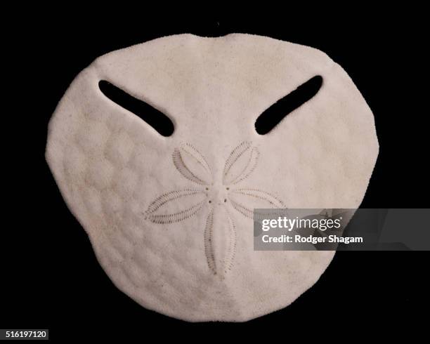Pancy Shell Drawing 13 Pansy Shell Stock Photos, High-Res Pictures, and Images - Getty Images