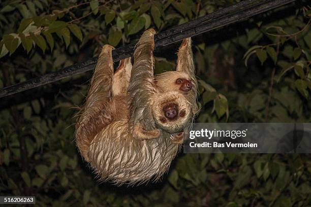 sloth with her young - hoffmans two toed sloth stock pictures, royalty-free photos & images