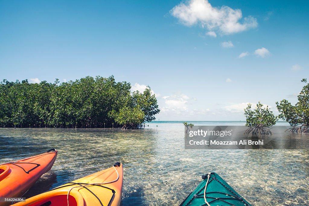 Kayaks parked in shallow mangroves
