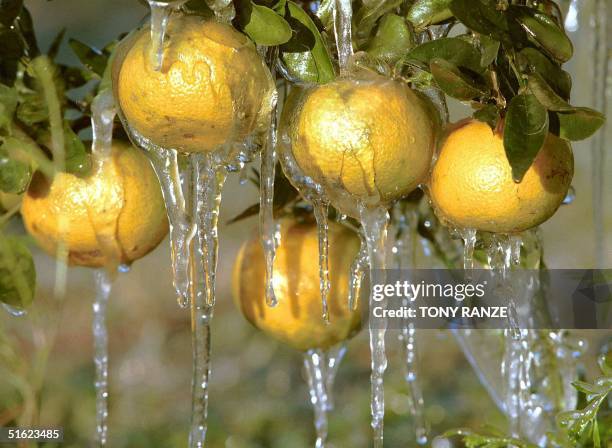 Icicles hang from oranges in Lakeland, FL, early 06 January after citrus growers used water sprinklers to protect citrus tress from damage caused...