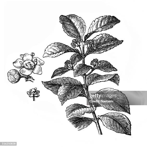 yerba mate (ilex paraguariensis) - yerba mate stock illustrations