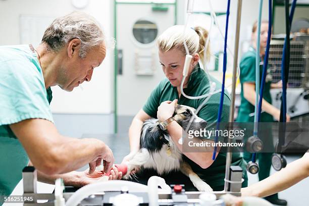 cão receber anestésicos - veterinaria imagens e fotografias de stock