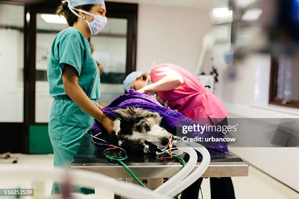 veterinary hospital - anaesthetic stock pictures, royalty-free photos & images