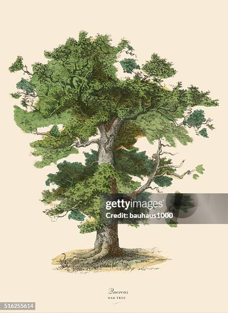 stockillustraties, clipart, cartoons en iconen met oak tree or quercus, victorian botanical illustration - botany