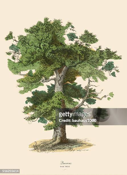 oak tree or quercus, victorian botanical illustration - botany stock illustrations