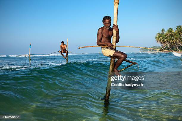 nahaufnahme eines säbelschnäbler fischer in aktion, ceylon - galle sri lanka stock-fotos und bilder