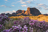 Sagebrush in Bloom at the Chisos