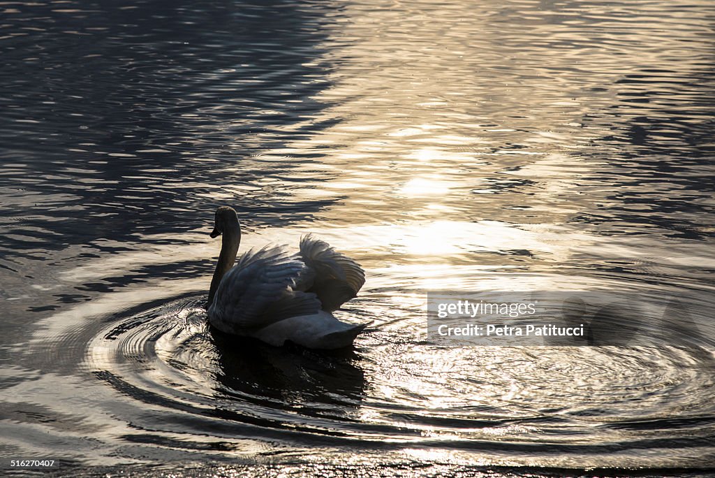 Swimming swan at nightfall