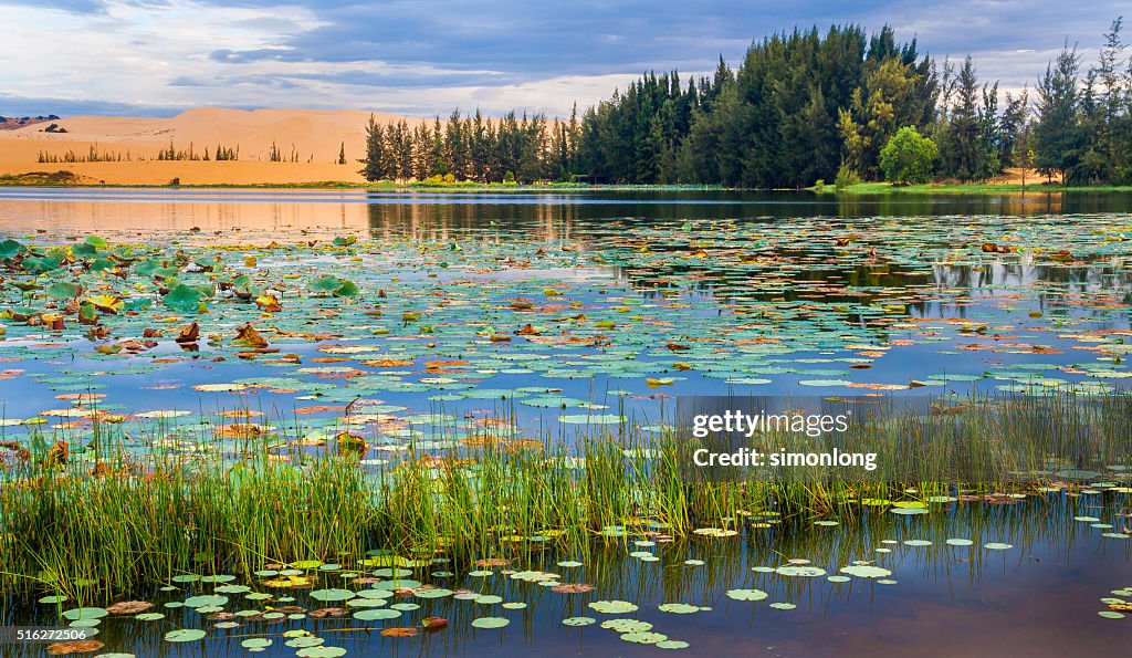 White sand dunes, Mui Ne, Vietnam