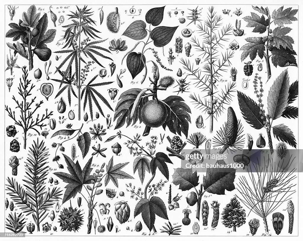 Pepper, Witch Hazel, Beech and Mulberry