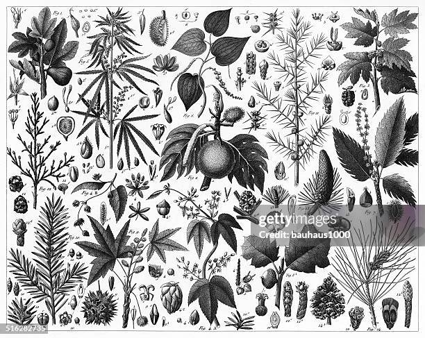 pepper, witch hazel, beech and mulberry - witchhazel stock illustrations