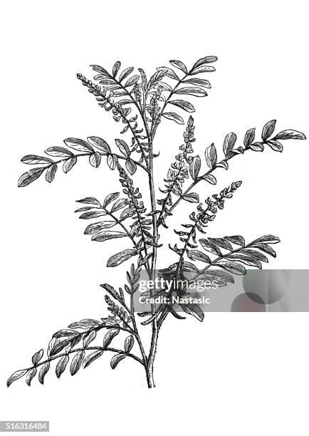 ilustrações de stock, clip art, desenhos animados e ícones de índigo (indigofera tinctoria - indigofera