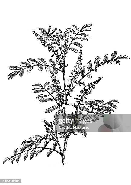 indigo (indigofera tinctoria) - indigo plant 幅插畫檔、美工圖案、卡通及圖標