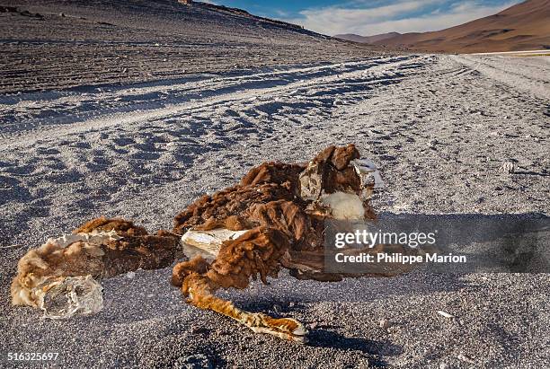 road kill - dry dessicated llama carcass - marion dries stock pictures, royalty-free photos & images