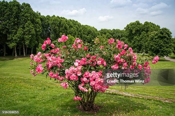 roses in a park - green which rose stock-fotos und bilder